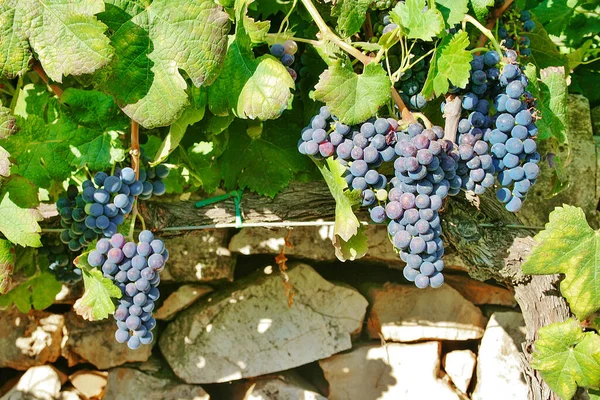 Black Wine Grapes Vineyard Green Leaves Dry Stone Wall Countryside — Stock Photo, Image