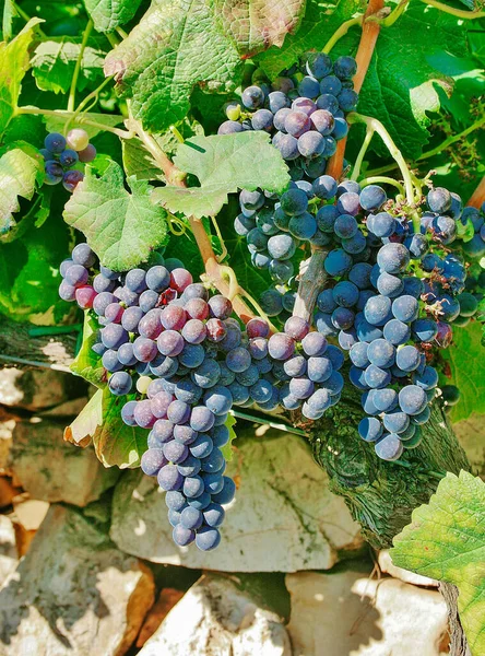 Uvas Vino Negro Viñedo Con Hojas Verdes Pared Piedra Seca — Foto de Stock