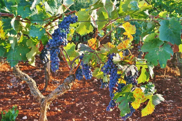 Uvas Vinho Preto Vinha Com Folhas Verdes Amarelas Campo Puglia — Fotografia de Stock