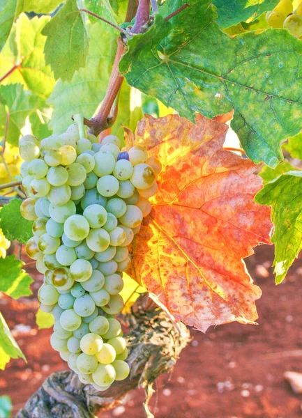 Witte Wijndruiven Wijngaard Met Groene Gele Bladeren Het Platteland Puglia — Stockfoto