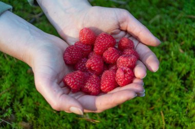 Fresh organic cultivated raspberries in the hands of a girl, close up clipart