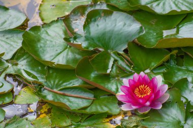 Güzel nilüfer çiçeği, pembe nemfoman alba ya da sarı polenli yeşil yaprakların arasında nilüfer çiçeği.