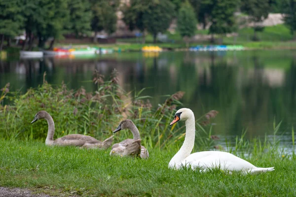 Familie Schöner Schwäne Entspannt Sich See Mit Jungen Grauen Cygnets — Stockfoto