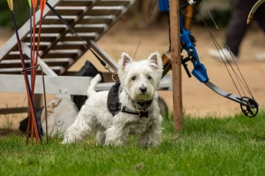 West Highland Beyaz Teriyeri ya da Westie Parktaki yeşil çimlerin üzerinde tasmalı