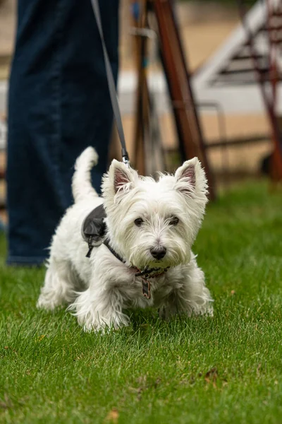 West Highland Beyaz Teriyeri ya da Westie Parktaki yeşil çimlerin üzerinde tasmalı