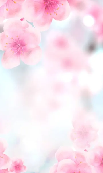 Vertical Japonés Primavera Sakura Cerezo Flores 240X400 Tamaño Sitio Web — Foto de Stock