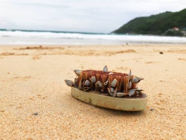 Arka planda okyanus dalgaları olan altın kumlu bir plajda deniz kabuklarıyla kaplı izole edilmiş eski bir plastik fırçanın yakın çekimleri. arkaplan alanı kopyala