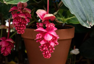 Güzel, kırmızı, gösterişli medinilla magnifica, Filipin orkidesi veya gül üzümü çiçeği bulanık bir arka planda asılı çiçekler, yeşil yapraklar ve bir saksı.
