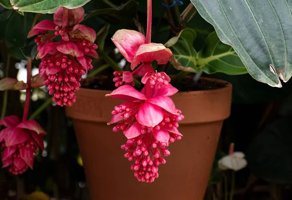Güzel, kırmızı, gösterişli medinilla magnifica, Filipin orkidesi veya gül üzümü çiçeği bulanık bir arka planda asılı çiçekler, yeşil yapraklar ve bir saksı.