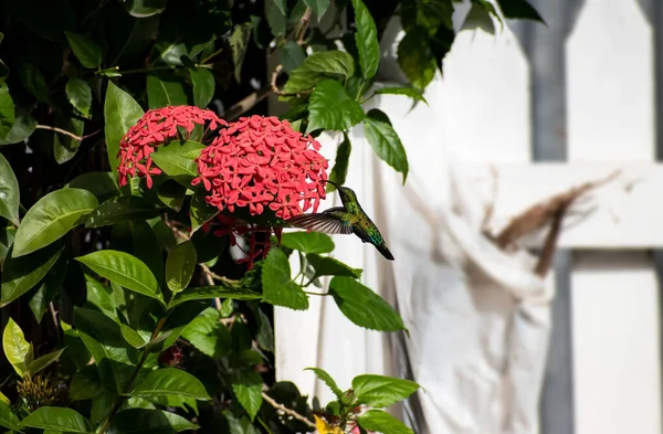 青と黒の色が飛んでいるとぼやけた緑の葉を持つ赤いIxora Cocineaの花から蜜を得るとカラフルで光沢のある緑の糸状のカリブハチドリ — ストック写真