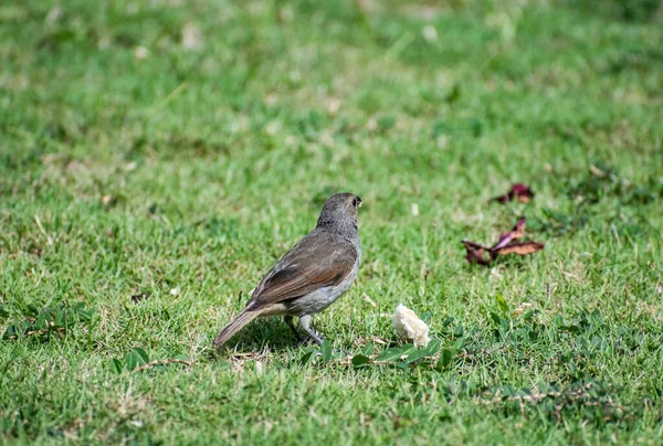Petit Oiseau Semeur Chardonneret Barbade Brun Gris Assis Sur Herbe — Photo