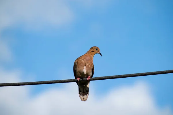 One Brown Zenaida Aurita Dove Looking His Left Side Bird — Stock Photo, Image