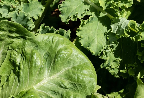 Sebze bahçesinin arka planında bir sürü yeşil kelebek ve romaine marulu yetişiyor. 