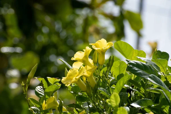 植物の上部にある2つの黄色のAllamanda Catarticaまたは黄金のトランペットで 葉や花がぼやけた自然背景を背景にコピースペースを持ちます — ストック写真