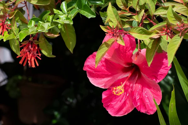 Πολύχρωμο Ροζ Λουλούδι Ιβίσκου Rosa Sinensis Κίτρινη Και Θολή Φύση — Φωτογραφία Αρχείου