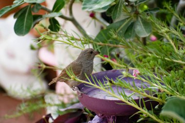 Küçük kahverengi ve zeytin renkli Barbados ispinozu ya da loxigilla barbadensis kuşu açık havada mor süslemenin kenarına tünemiş, bulanık doğa ve yeşil yapraklarla..