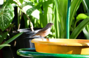 Küçük kahverengi ve zeytin renkli Barbados ispinozu ya da loxigilla barbadensis 'in güneşli bir günde sarı bir kâsenin kenarında bulanık bir arka plan ve yeşil bitkilerle duruşu..