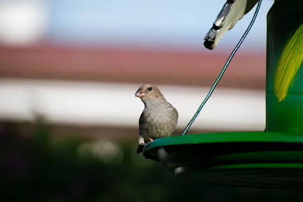 Küçük kahverengi ve zeytin renginde Barbados ispinozu ya da loxigilla barbadensis gagası arasında tohumu yiyerek dışarıda yeşil bir kuş yemliğinde oturuyor..