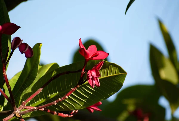 熱帯の美しいピンクの花 緑の葉 花と青空の背景がぼやけている濃いピンクのフランジパニまたはプルメリア植物 — ストック写真