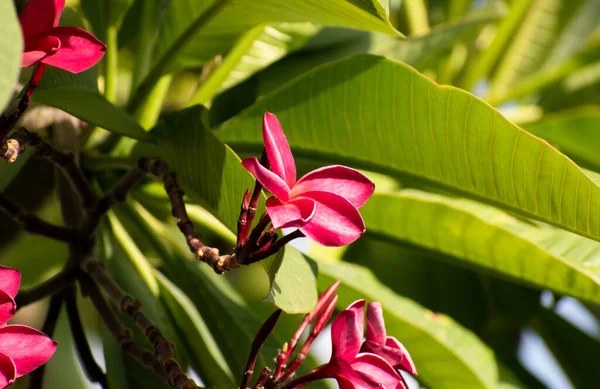 緑の葉 花の背景がぼやけていることを背景に 熱帯性のプルメリアまたはフランジパニの美しい淡紅色の花 — ストック写真