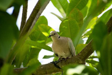 Güzel açık kahverengi ya da bej renkli Avrasya yakalı güvercin tünemiş ya da bir tesisatçının ya da frangipani ağacının yeşil yaprakları arasında bir dalda oturuyordu..