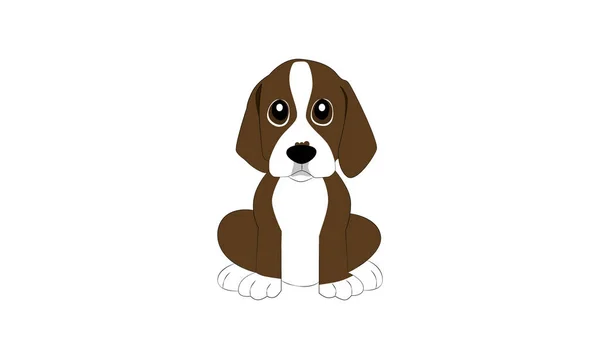 Kahverengi ve beyaz melez bir köpeğin taşıyıcısı, uzun sarkık kulaklı ve büyük gözlü beyaz arka planda dik ve izole bir şekilde oturuyor. Çıkartmalar, maskotlar, damgalama ve evcil hayvan posterleri için harika..