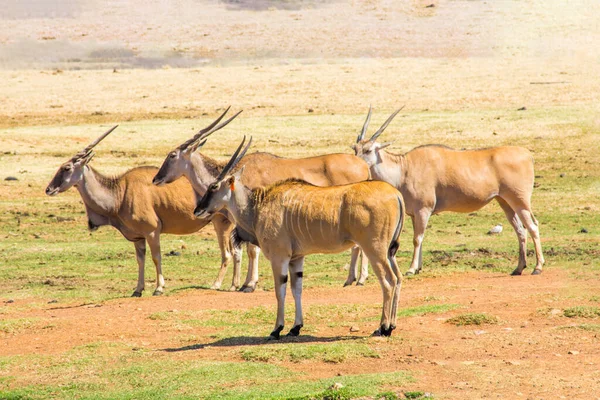 Wild Common Eland (veya Antilop) bir oyun rezervinde