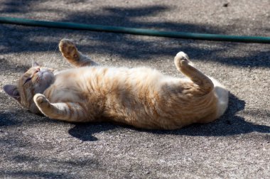 Oyunbaz bir kedi kendi kendine oynuyor.