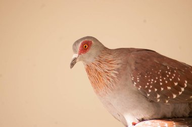 Hisse Güvercinleri (Columba oenas)