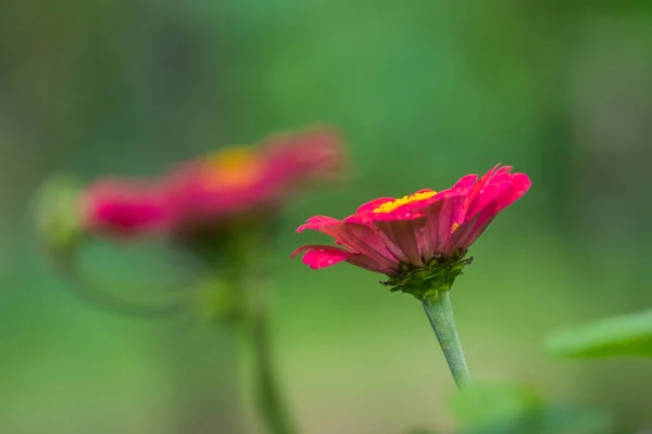 İki Red Zinnia zarif çiçeği. Zinnia, papatya familyasından bir bitki cinsidir. Çimenlik ve kuru çayırlarda yetişiyorlar..