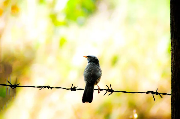 Een Vogel Die Werkeloos Een Prikkeldraad Tegen Een Wazige Gele — Stockfoto