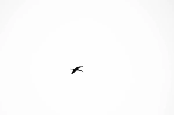 Pássaro Voando Céu Nublado — Fotografia de Stock