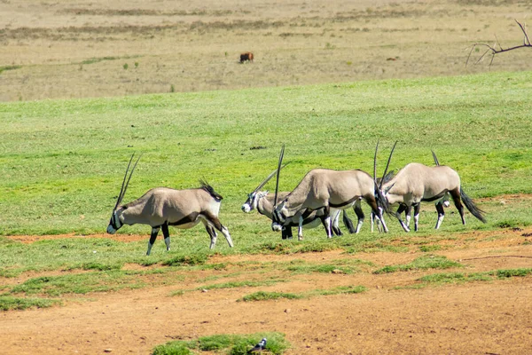 Güney Afrika Safari Parkı 'nda Gemsbok ya da Gemsbuck adında bir grup.
