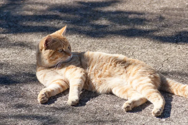 Görkemli bir kedi uzaktan bir şeye bakıyor..