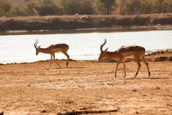 Two wild deer in a Safari Park in Africa. These fast agile animals are hunted by the larger animals like lions, cheetas. So they are very alert and fast.