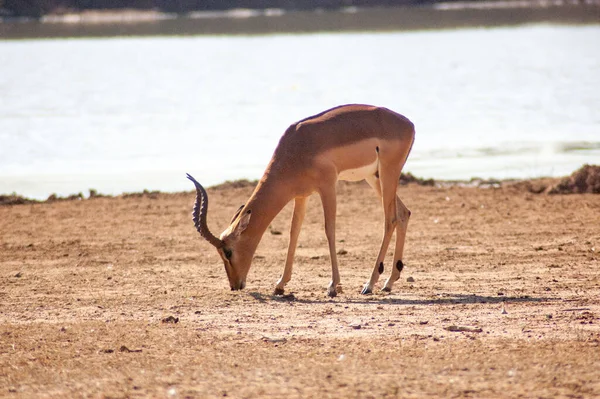 Afrika 'daki Safari Parkı' nda tek bir vahşi geyik. Bu hızlı çevik hayvanlar aslanlar, çitalar gibi büyük hayvanlar tarafından avlanır. Yani çok tetikte ve hızlılar..