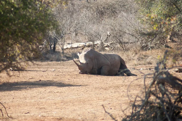 Rhinocéros Sauvages Dans Réserve Gibier Sud Africaine — Photo