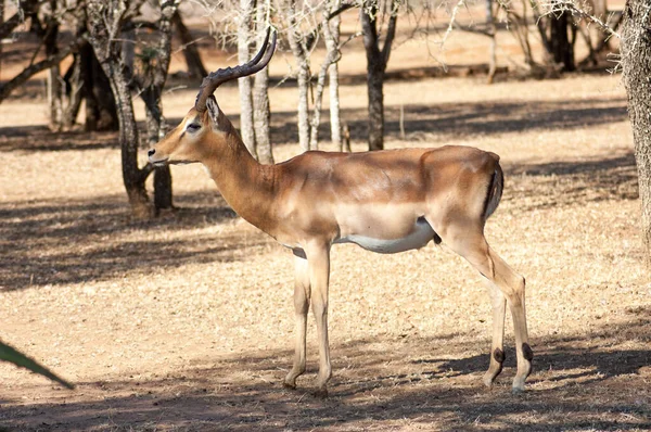 Afrika 'daki Safari Parkı' nda tek bir vahşi geyik. Bu hızlı çevik hayvanlar aslanlar, çitalar gibi büyük hayvanlar tarafından avlanır. Yani çok tetikte ve hızlılar..