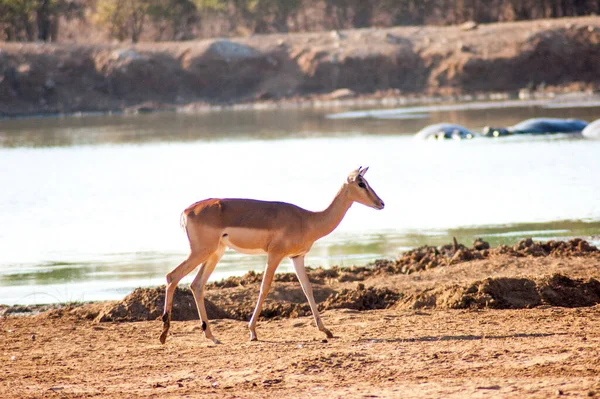 Enda Vild Hjort Safaripark Afrika Dessa Snabba Agila Djur Jagas — Stockfoto