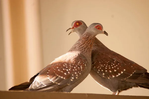 Aşk ve tutku gösteren iki güvercin (Columba oenas). Kolomb güvercini (