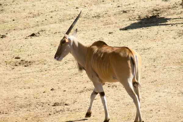 Wild Common Eland (veya Antilop) bir oyun rezervinde