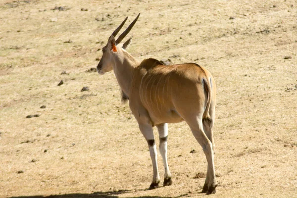 Bir oyun rezervinde otlayan tek bir vahşi Eland (veya Antilop)