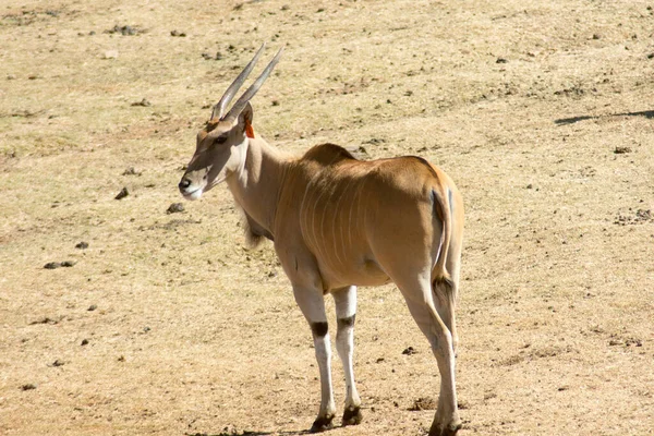 Bir oyun rezervinde otlayan tek bir vahşi Eland (veya Antilop)