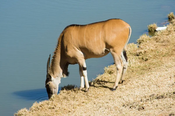 Wild Common Eland (veya Antilop) bir oyun rezervinde