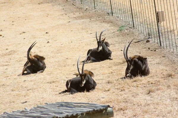 Bir grup Gemsbok ya da Gemsbuck Güney Afrika oyun rezervinde