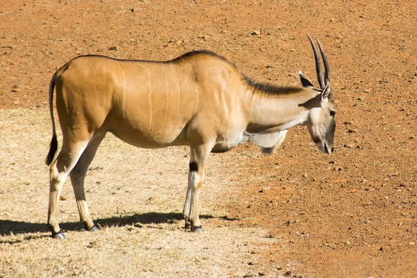 Bir oyun rezervinde otlayan tek bir vahşi Eland (veya Antilop)