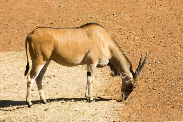 Jediná Divoká Eland Nebo Antelope Pasoucí Rezervaci Zvěře — Stock fotografie