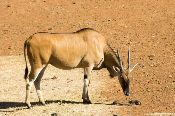 Wild Common Eland Antelope Ένα Αποθεματικό Παιχνιδιού — Φωτογραφία Αρχείου