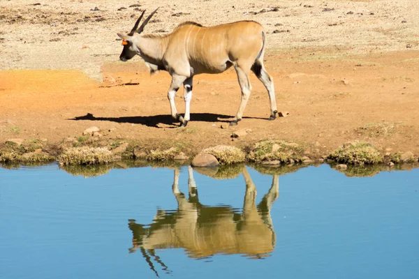 Wild Common Eland (veya Antilop) bir oyun rezervinde suyun yanında duruyor