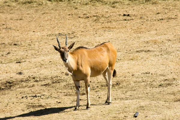 Single Wild Common Eland Antelope Grazing Game Reserve — Stock Photo, Image